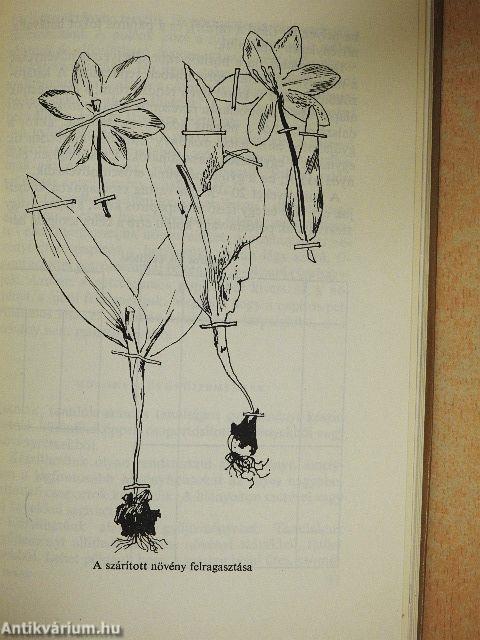 Gyűjtés hegyen-völgyön