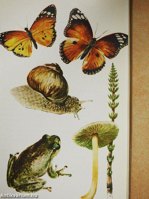 Gyűjtés hegyen-völgyön