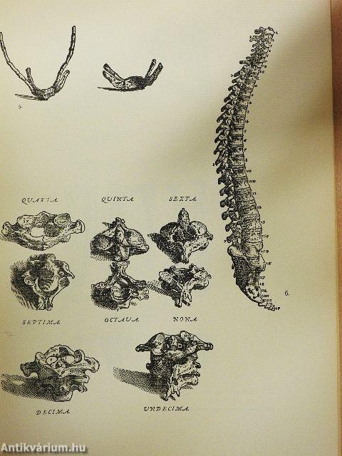 De humani corporis fabrica