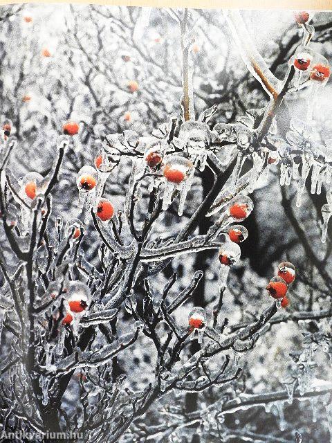 Meisterwerke der schöpfung