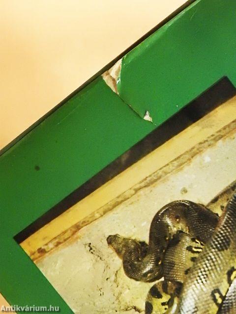 Az óriáskígyók földjén