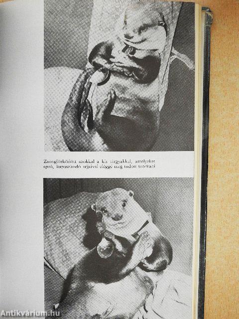 Csillogó vízgyűrűk