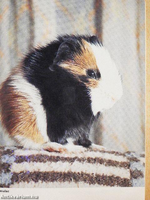 Hörcsögök, egerek, egyebek