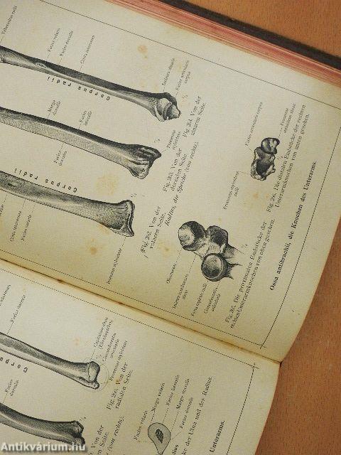 Anatomischer Atlas für studierende und Ärzte I. 