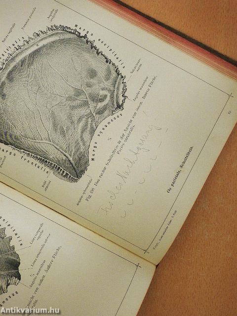 Anatomischer Atlas für studierende und Ärzte I. 