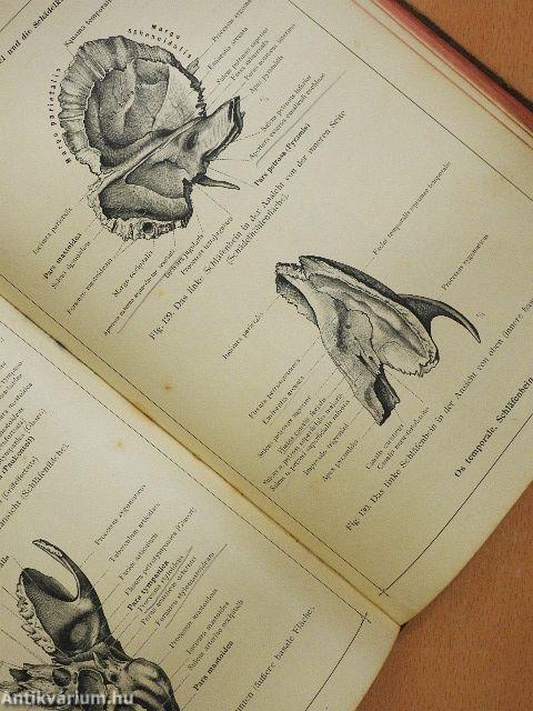 Anatomischer Atlas für studierende und Ärzte I. 