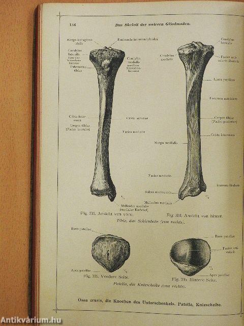 Anatomischer Atlas für studierende und Ärzte I. 