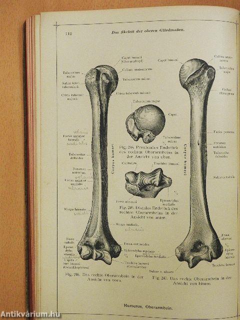 Anatomischer Atlas für studierende und Ärzte I. 