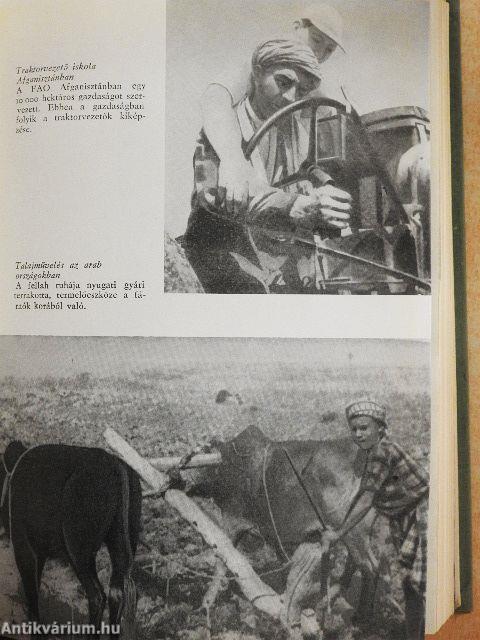 A világ kenyere ma és 2000-ben