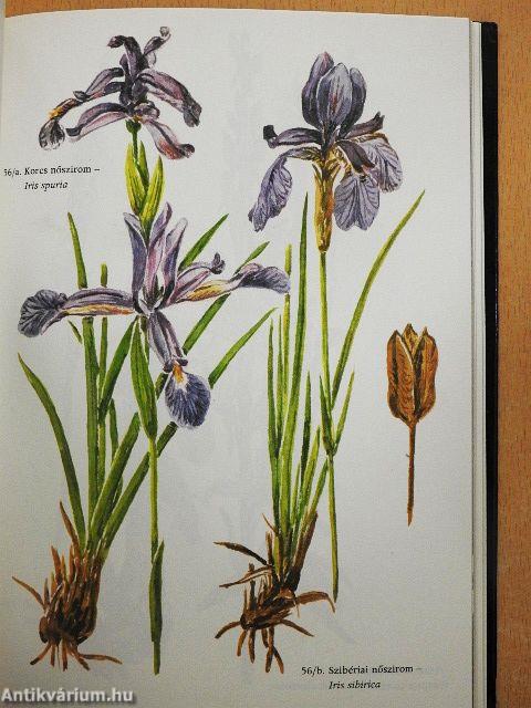 Védett növényeink