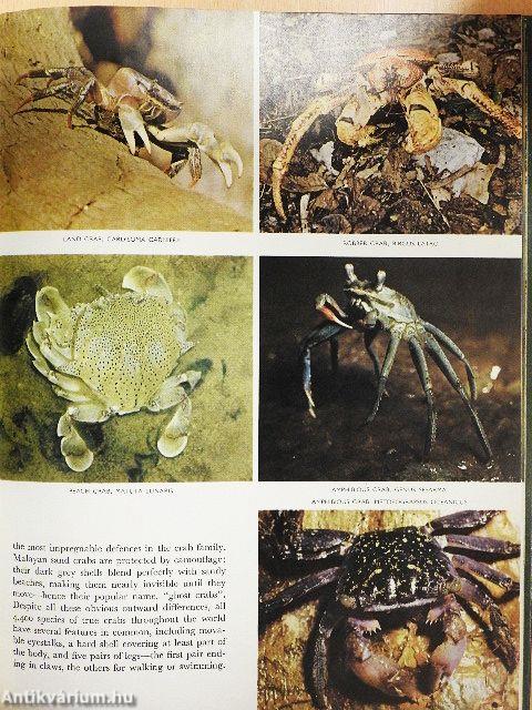 The Land and Wild-life of Tropical Asia