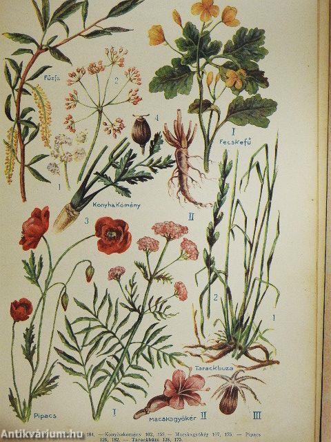 Gyógynövények mint háziszerek