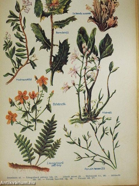 Gyógynövények mint háziszerek