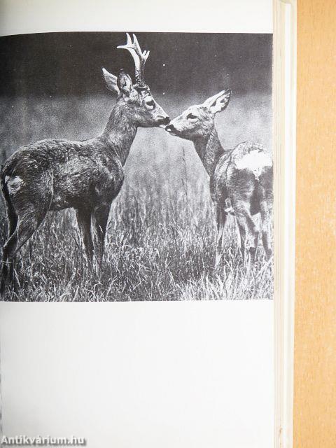 Ez elment vadászni...