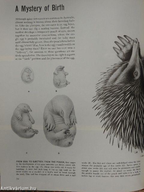 The Land and Wild-life of Australasia