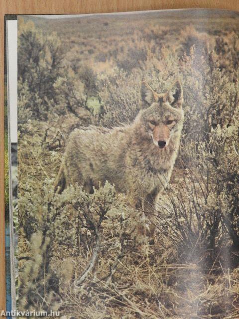 The Land and Wildlife of North America