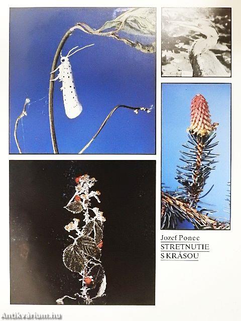 Stretnutie s Krásou