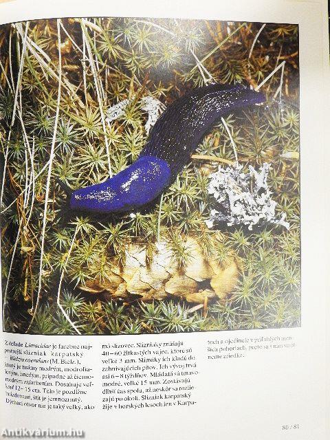 Stretnutie s Krásou