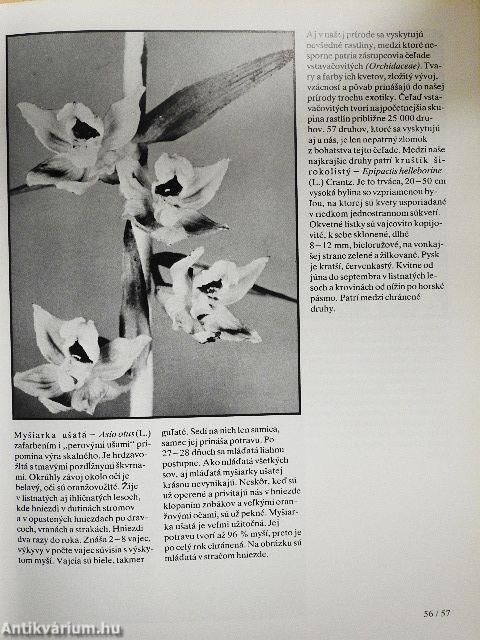 Stretnutie s Krásou