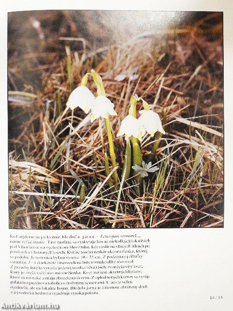 Stretnutie s Krásou