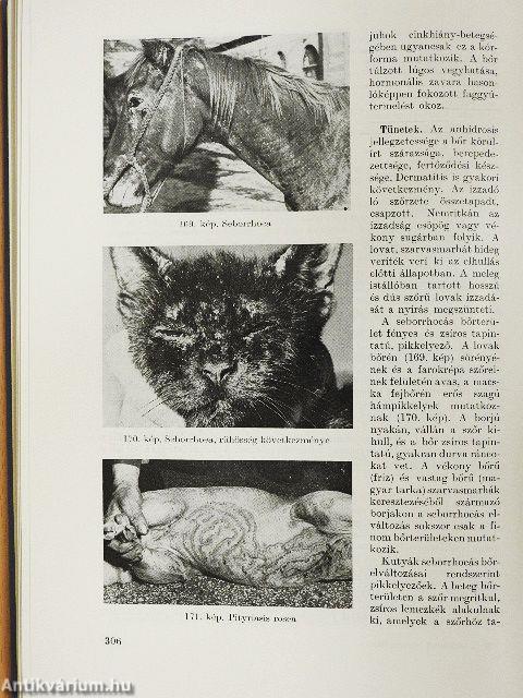 A háziállatok belgyógyászata