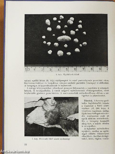 A háziállatok belgyógyászata