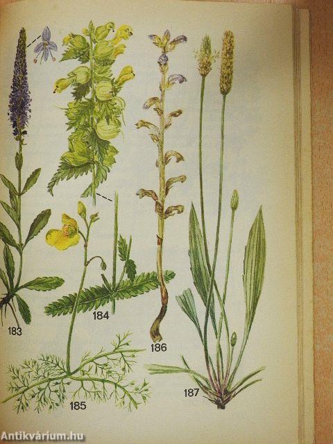 Kis növényhatározó