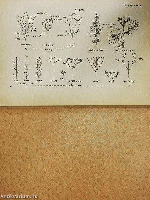 Kis növényhatározó