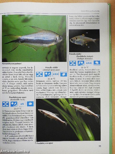 Egészséges halak a lakásban