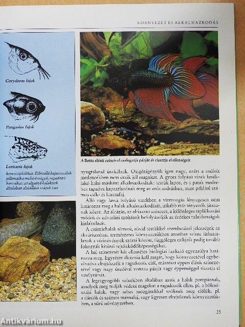 Egészséges halak a lakásban