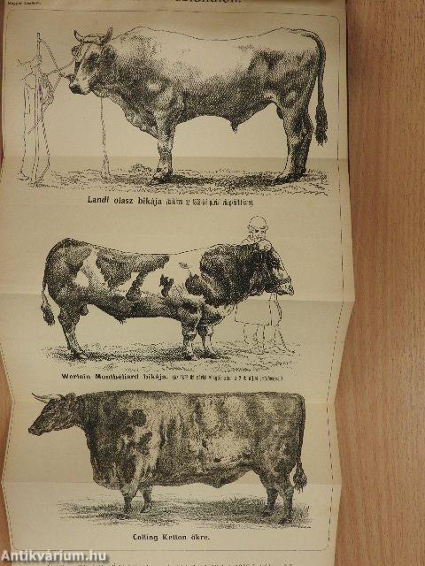 Magyar Lexikon XVII. (töredék)