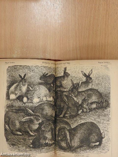 Magyar Lexikon XVII. (töredék)