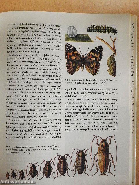 A csodálatos rovarvilág