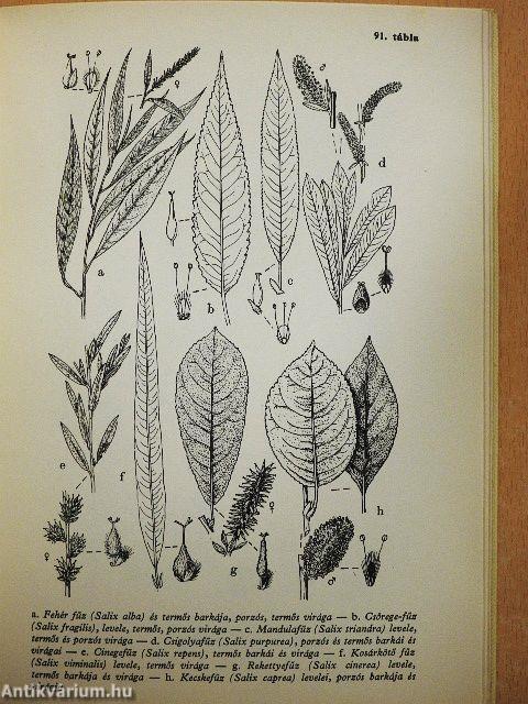 Erdő mező virágai 