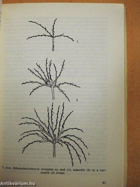 Bogyós gyümölcsűek termesztése