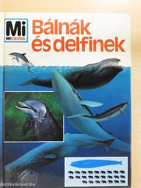 Bálnák és delfinek
