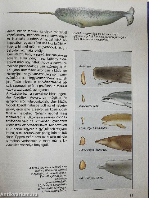 Bálnák és delfinek