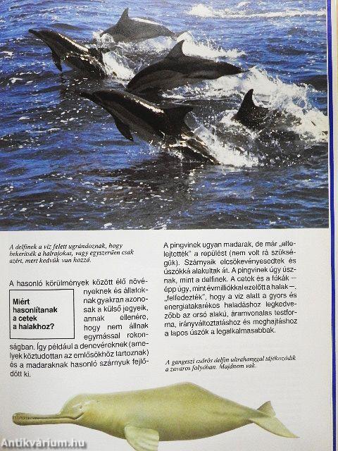 Bálnák és delfinek