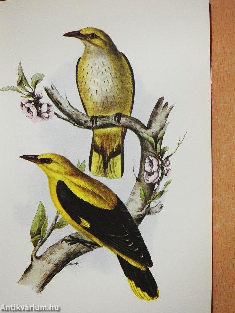 Farbenfrohe Vogelwelt