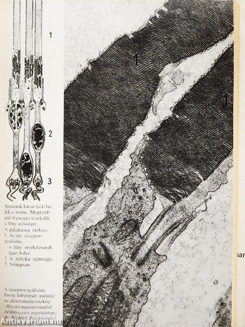 Hogyan érzékelünk?