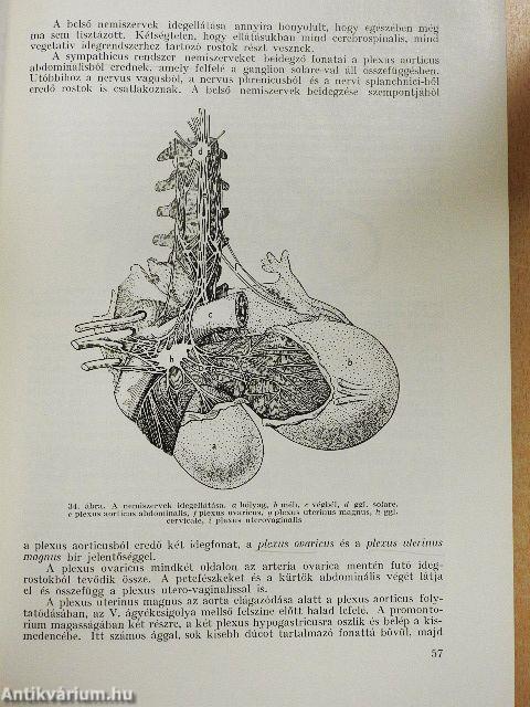 A szülészet tankönyve