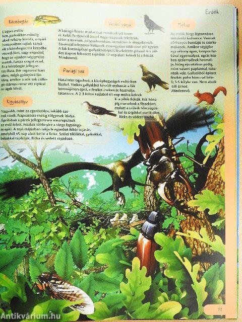 Pillantás a természetre