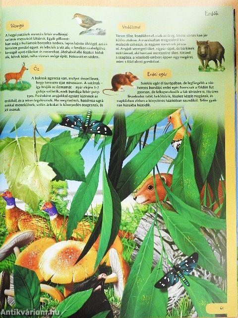 Pillantás a természetre