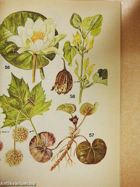 Kis növényhatározó rendszertani és ökológiai tájékoztatóval