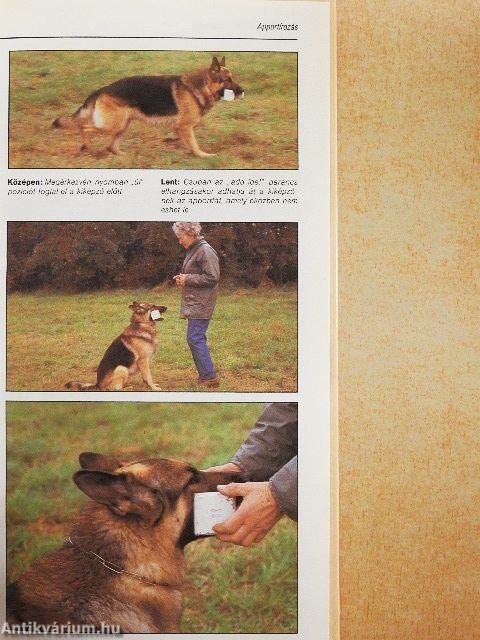 A német juhászkutya