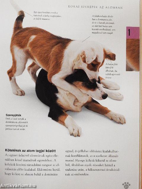 Hogyan beszéljünk kutyánkkal?