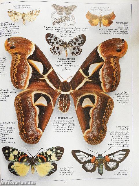 Lepkék és pillangók