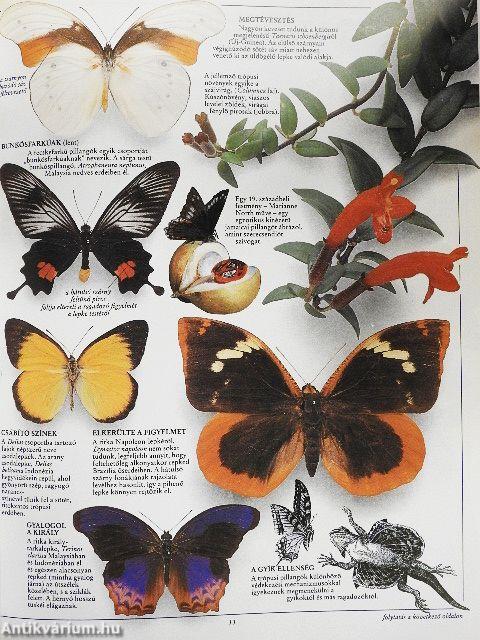 Lepkék és pillangók