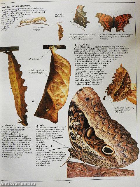 Lepkék és pillangók