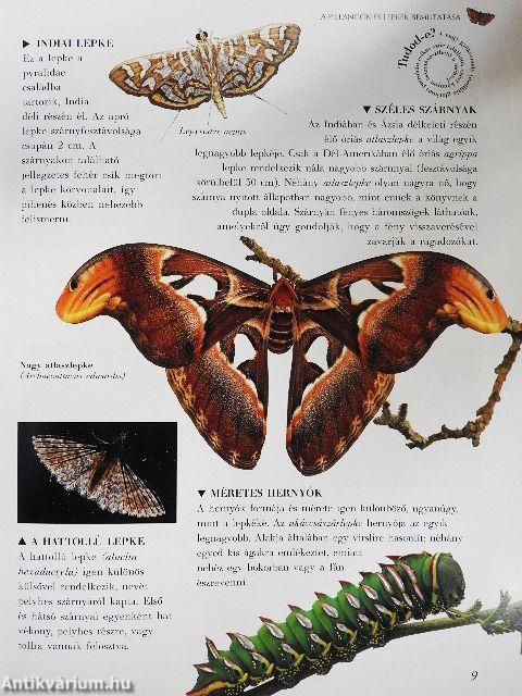 Pillangók és lepkék